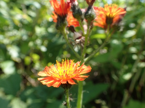 P7080625