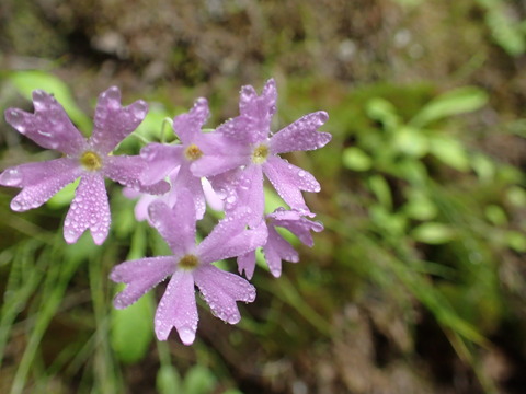 P6160046