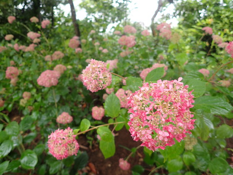 P6150066