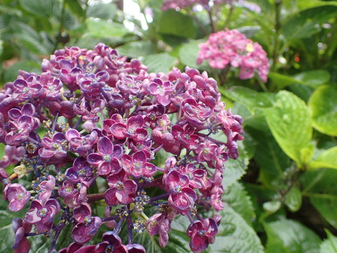 P6150059