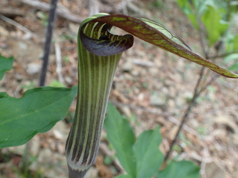 P5060009