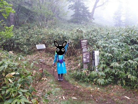 line_71108546346987-1