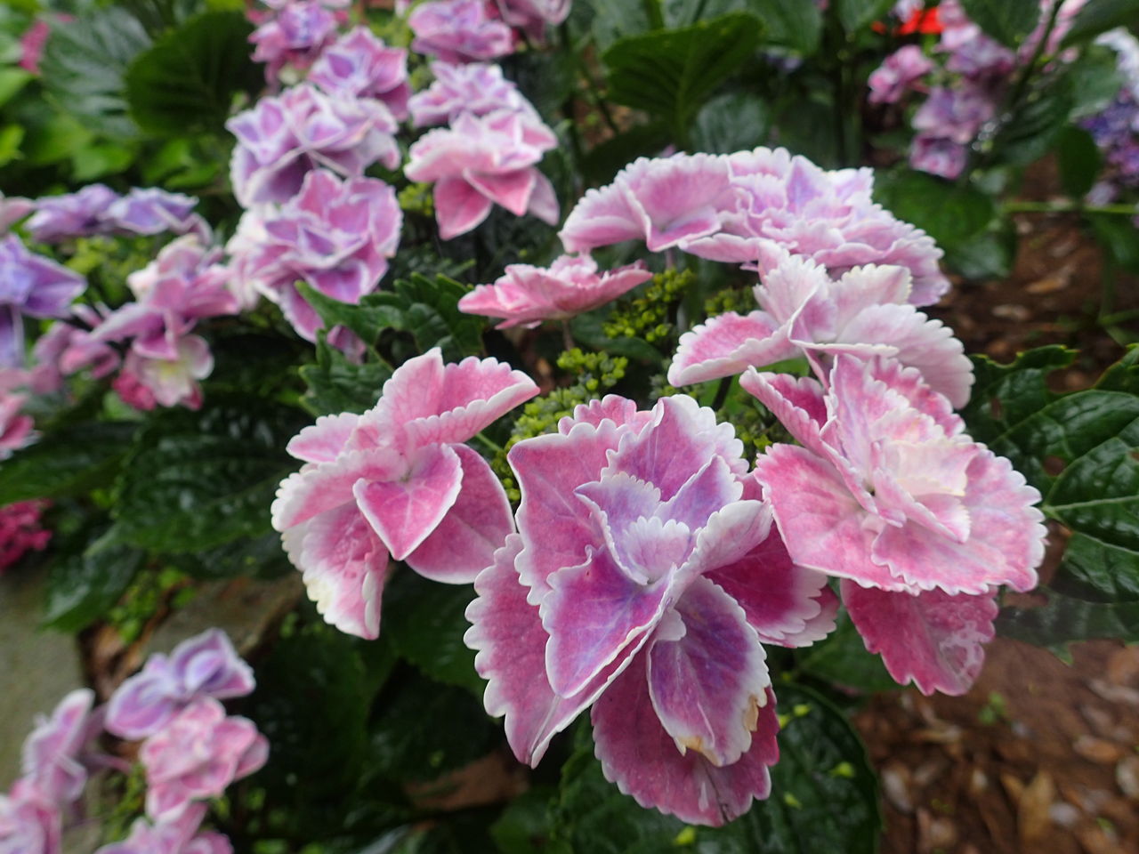 やっぱり雨の日は紫陽花 彡 ぷち登山