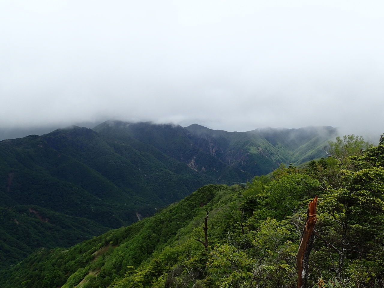 庚申山 絶滅危惧種のコウシンソウとドキドキのお山巡り ぷち登山