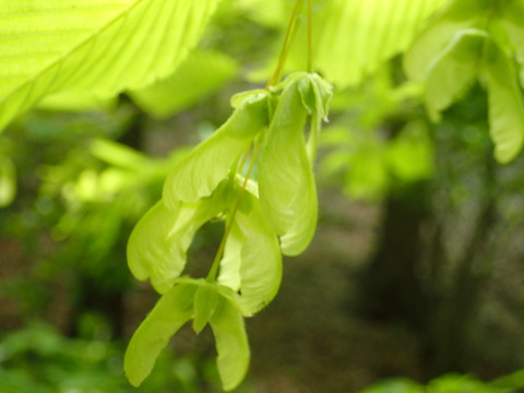P5060166