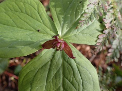 P6090015