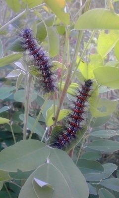 糞する毛虫に元気をもらう 炎と酒の夢日記 糞する毛虫に元気をもらう 炎と酒の夢日記
