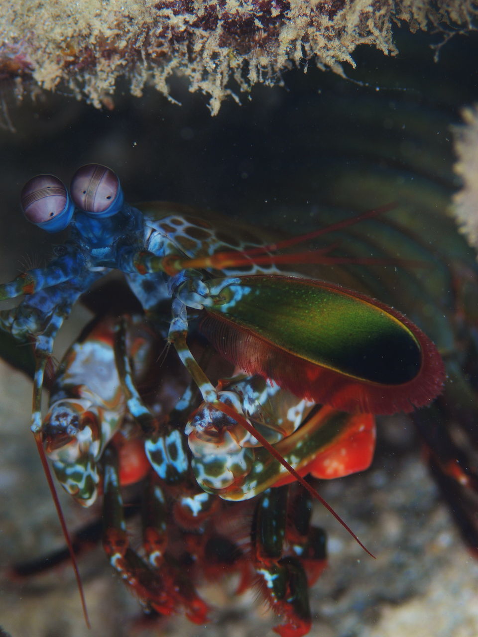 何を思い 複眼でどこを見つめる モンハナシャコ 忘れん坊将軍の一考察