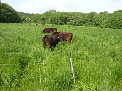 ��ʿ�Ҿ� 052