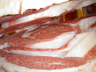 ͥ�ɾޡ���������