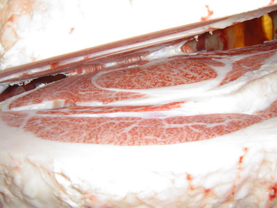 ͥ�ɾޡ����Ĥټ����Ҿ쭡