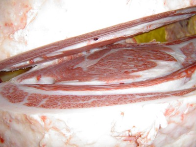 ͥ�ɾޡ����