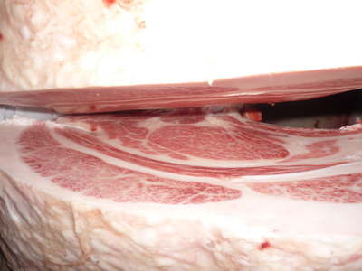 ͥ�ɾޡ�5531������魡