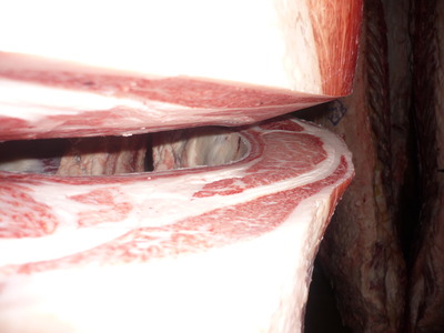 ͥ�ɾޡ�55�������­�