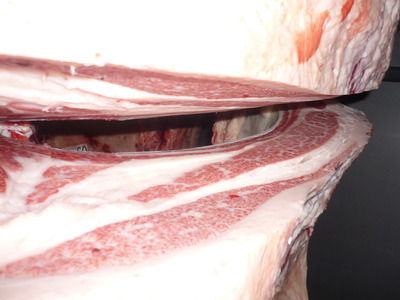 Í¥½¨¾Þ£±ÀÊ¡¡059¶áÆ£¾»É§¢