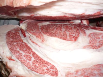 Í¥Îɾޡ¡104·ªÅç´î¹¥¡