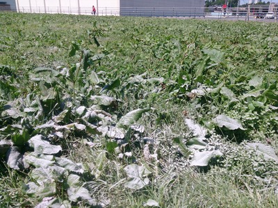 DSC_8571