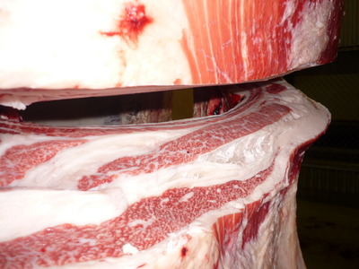 ͥ�ɾޡ�151�������­�