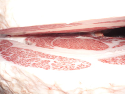 1Åù¾Þ4ÀÊ¡¡51ÃæÂ¼¸øÆÁ¡