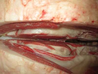 20201106.158�ꥷ�Х�����