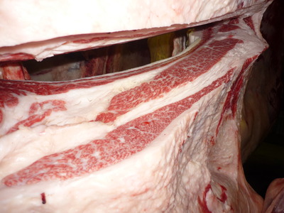 ͥ���ޣ��ʡ�151(ͭ)���Ĥټ����Ҿ쭢