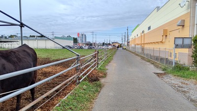 DSC_0516