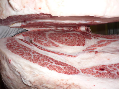 ͥ���ޣ��ʡ�140���Ҥ���Į�µ����󥿡���