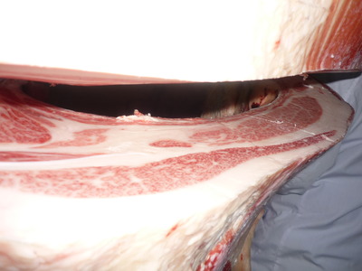 ͥ�ɾޡ�5531������魢