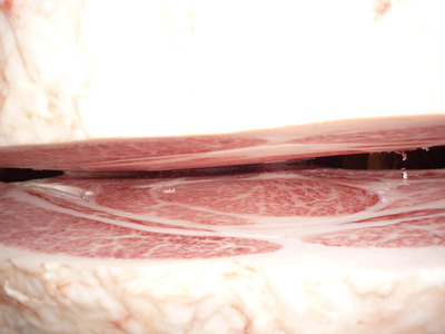 ͥ�ɾ�5028��߷��