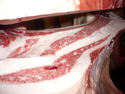 ͥ�ɾޡ�128�������쭢