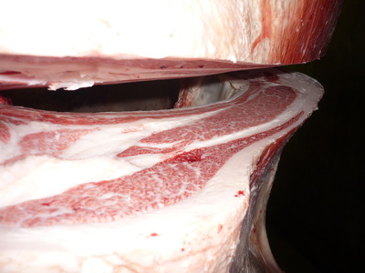 ͥ�ɾޡ�054����Įͭ���