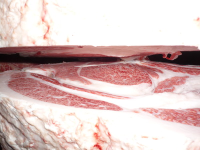 Í¥½¨¾Þ£²ÀÊ¡¡097ËÅļé¡