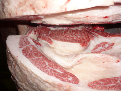 Í¥Îɾޡ¡138Ç÷ÅÄδ¡