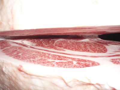 Í¥½¨¾Þ2ÀÊ¡¡52ÌÚ¼½¤¡