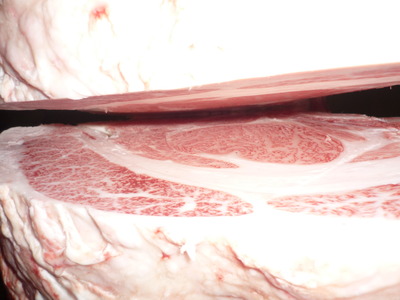 ºÇÍ¥½¨¾Þ¡¡54ë²ÃÆ£ËÒ¾ì¡