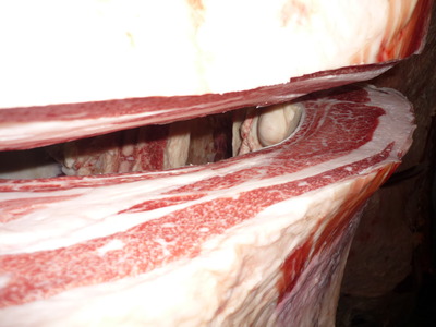 5498ËÈÅÄËÒ¾ì¢