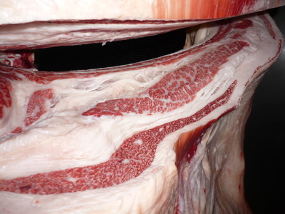 Í¥Îɾޡ¡057º´Æ£¹¨Ìï¢