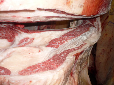 Í¥Îɾޡ¡138Ç÷ÅÄδ¢