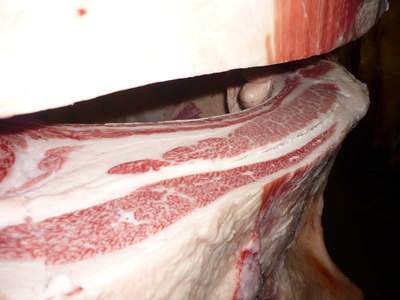 083����ͥ���ޡ���������