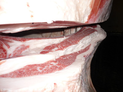 Í¥Îɾޡ¡059ËÅç̱ͺ¢