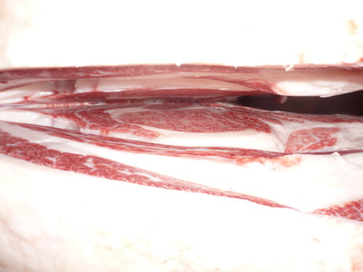 ���쥤������̾ޡ�120���Ҥ���Į�µ����󥿡���