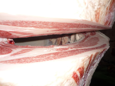 Í¥Îɾޡ¡097°ð¸«¿®¹§¢