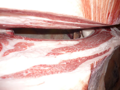 Í¥½¨¾Þ£²ÀÊ¡¡098¸ÞÅèÆü½Ð¢