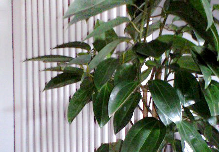 観葉植物のレンタル　うらかわ園芸様