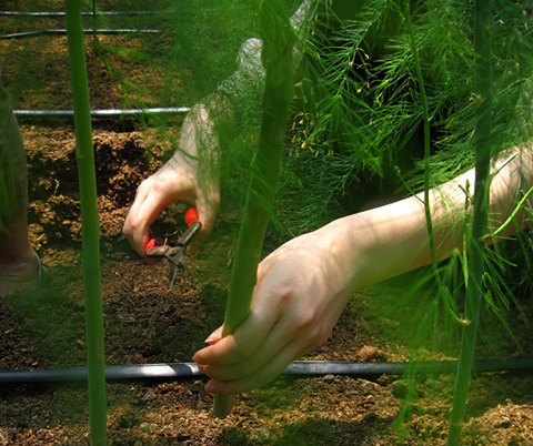 アスパラの収穫体験をしました！