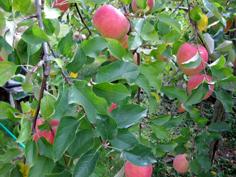 朝倉市へりんご狩にいってきました！