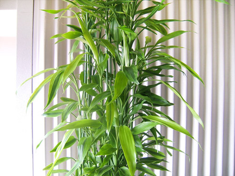 今月の観葉植物。