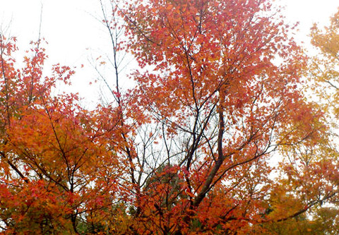 2012紅葉　PART2