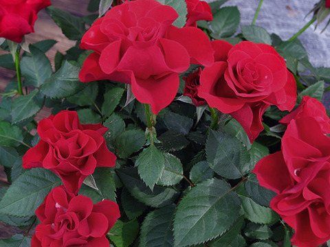 ベランダでバラ栽培