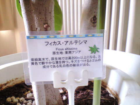 福岡都市圏の観葉植物レンタル「うらかわ園芸」様